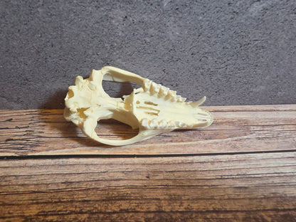 Imperfect Virgina Opossum Skull (SM Upper)