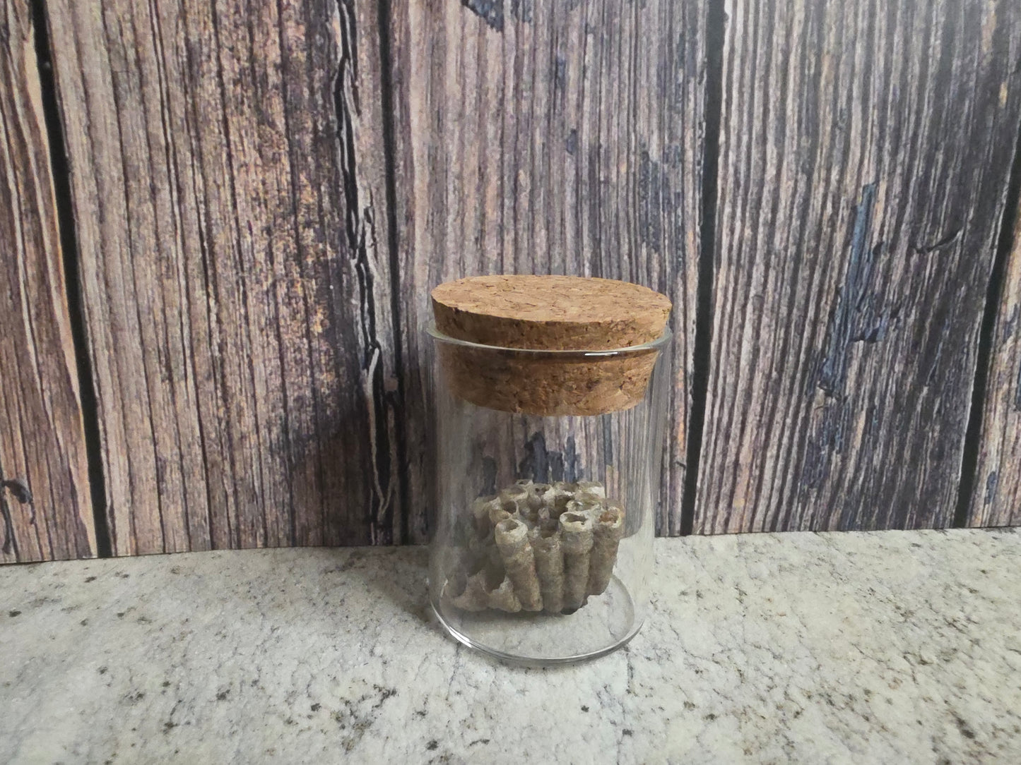Paper Wasp Nest Curio Vial (Cork Top)