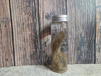 Wild Rabbit Paw Wet Specimen
