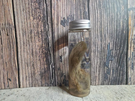 Wild Rabbit Paw Wet Specimen