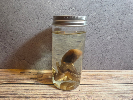 Octopus Wet Specimen (Sm #2)