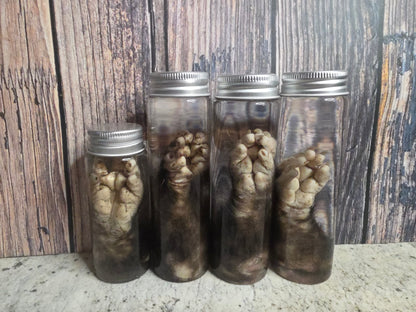 Virginia Opossum Front Paw Wet Specimen