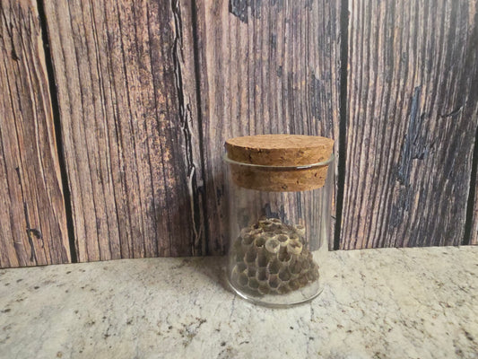Paper Wasp Nest Curio Vial (Cork Top)