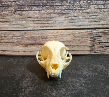 Juvenile Domestic Cat Skull