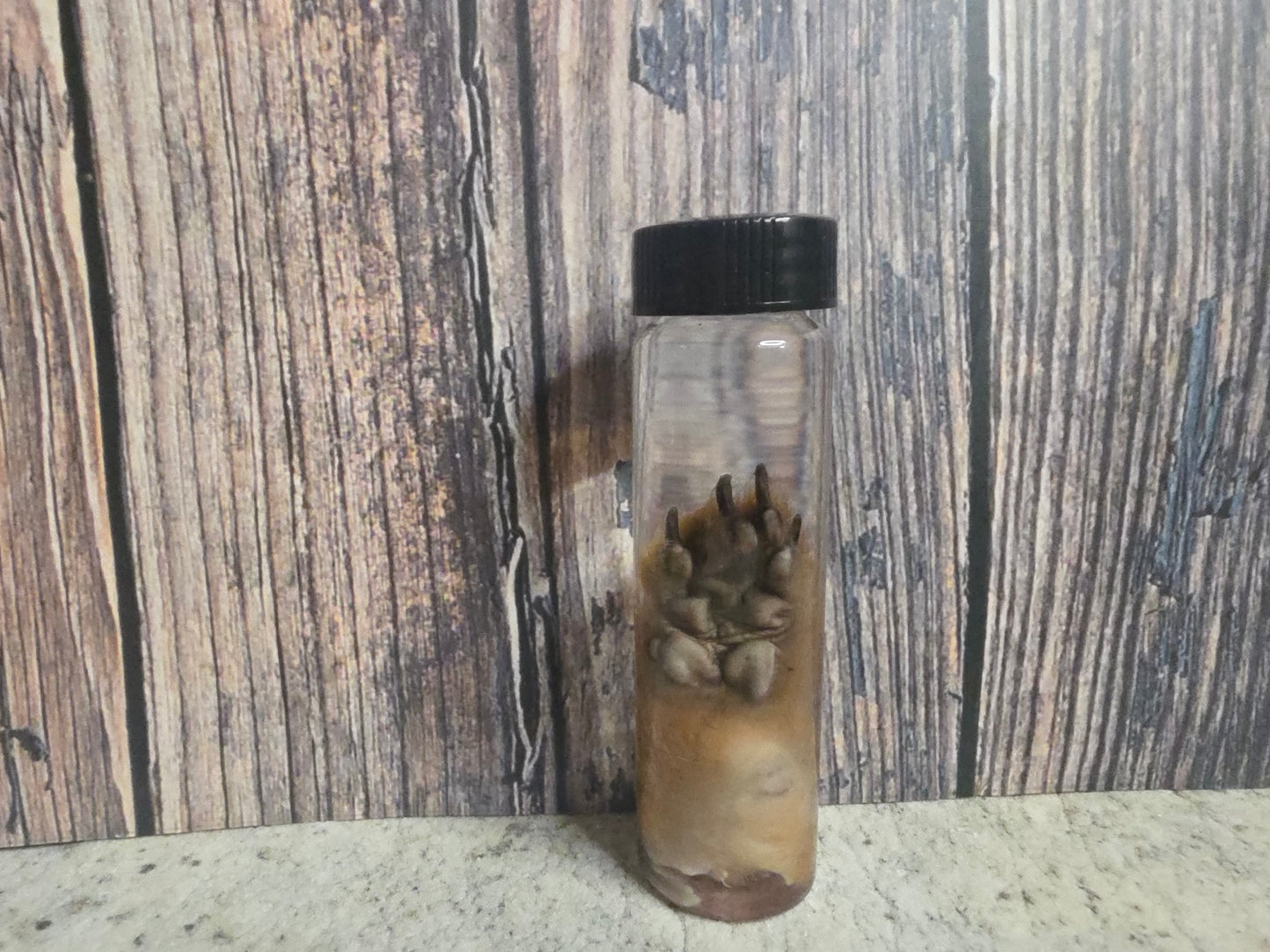Squirrel Paw Wet Specimen