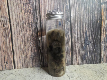 White Tabby Cat Paw Wet Specimen