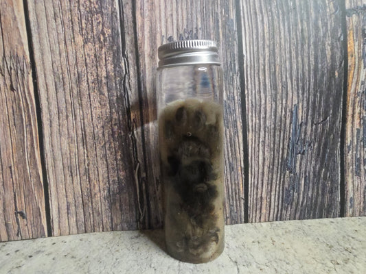 White Tabby Cat Paw Wet Specimen