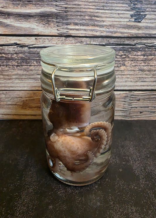 Octopus Wet Specimen
