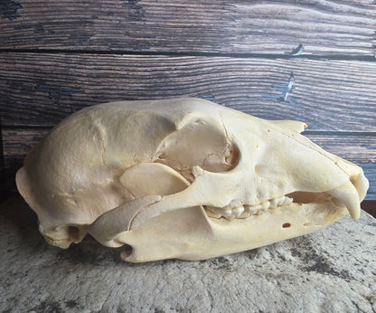 Black Bear Skull (Missing Incisors)