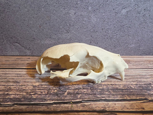 Craft Grade Raccoon Skull (Upper)