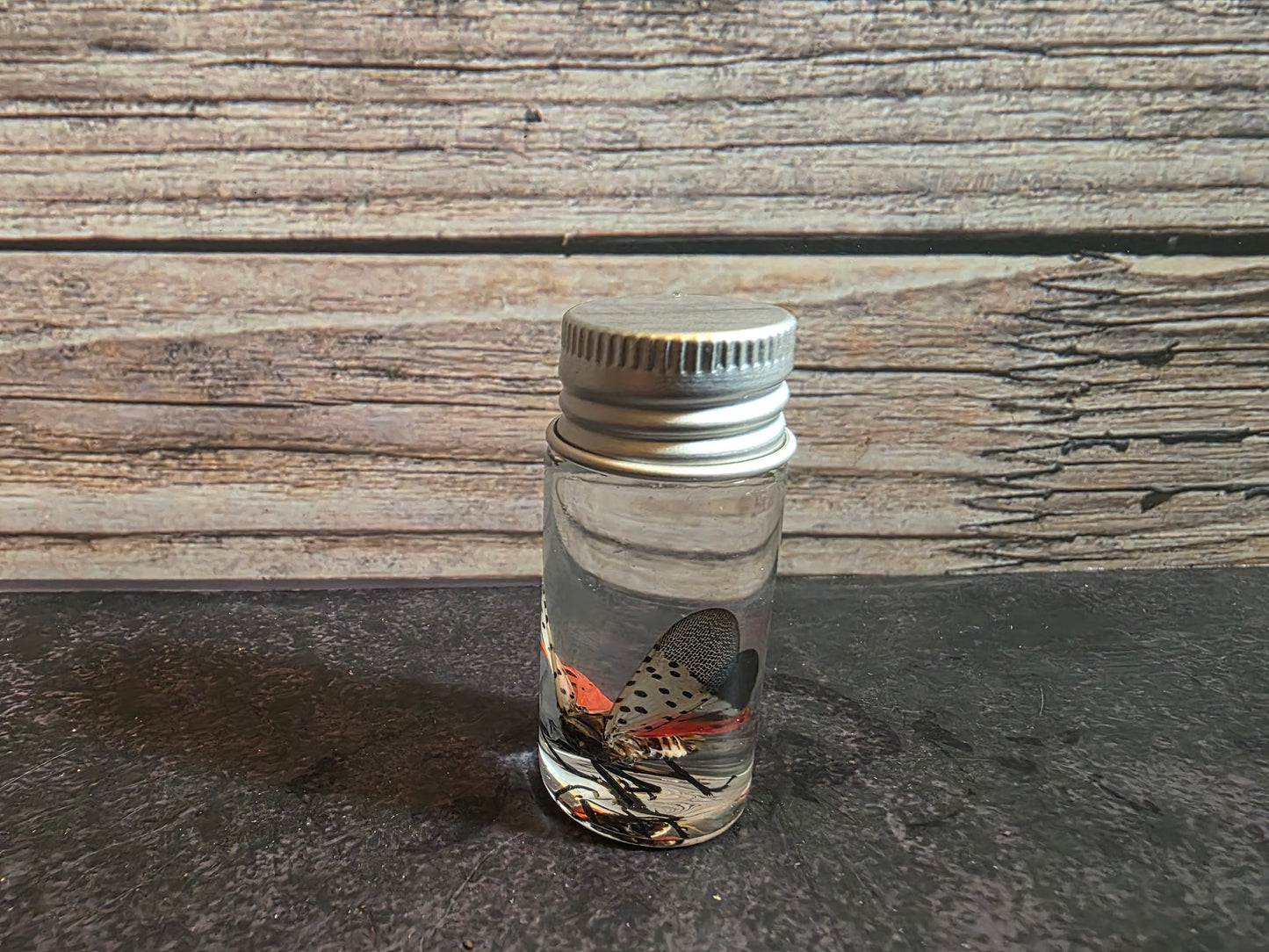 Spotted Lanternfly Wet Specimen Vial