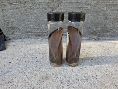 Wild Rabbit Ear Wet Specimen Vial