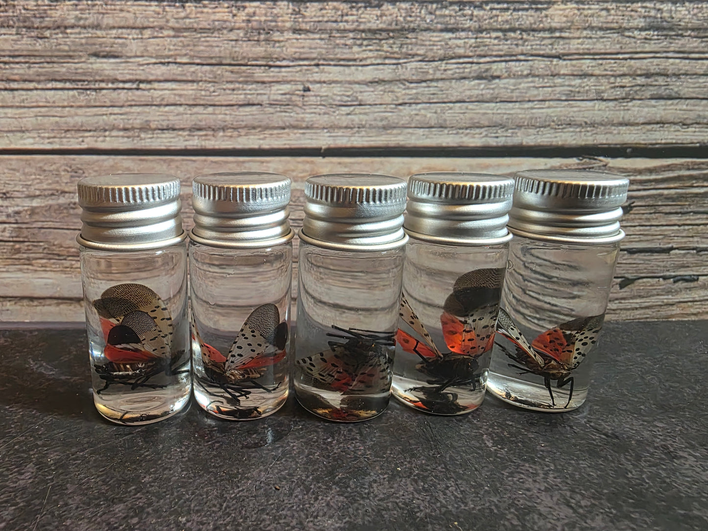 Spotted Lanternfly Wet Specimen Vial