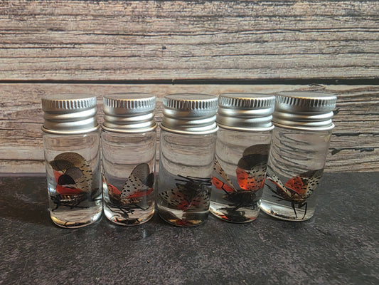 Spotted Lanternfly Wet Specimen Vial