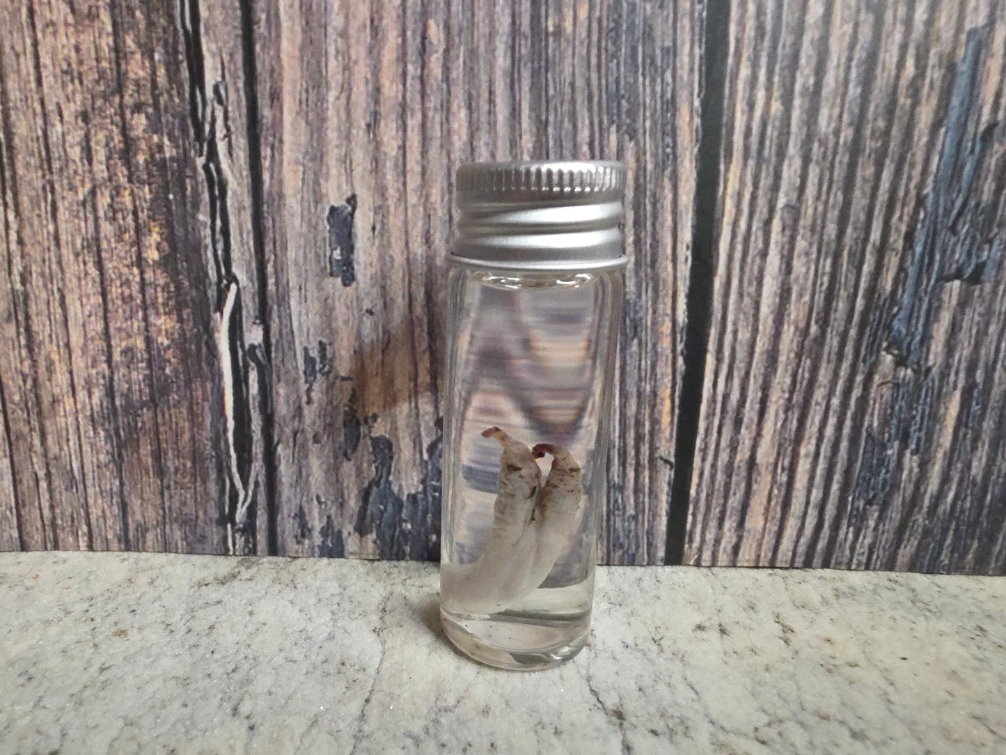 Virginia Opossum Penis Wet Specimen (#4)