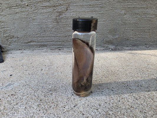 Wild Rabbit Ear Wet Specimen Vial