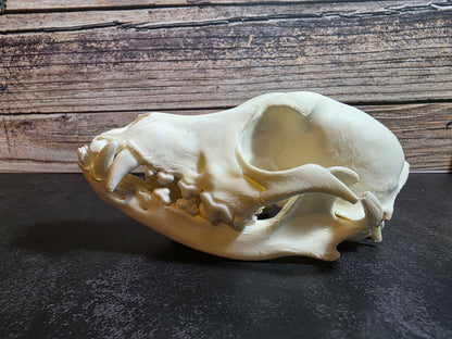 Domestic Dog Skull
