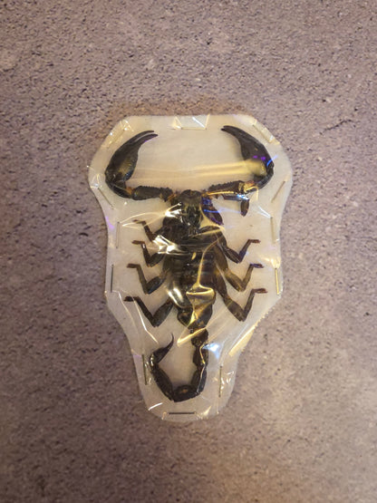 Giant Forest Scorpion