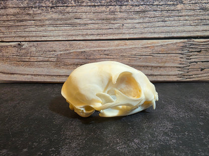 Juvenile Domestic Cat Skull