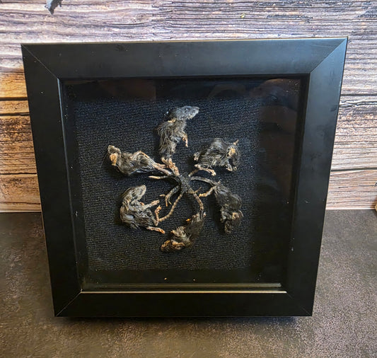 Rat King IV Gaff Shadowbox Frame