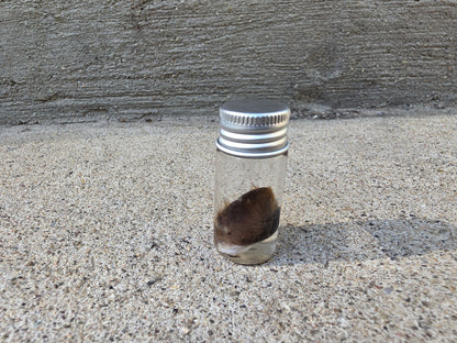 Little Squirrel Ear Wet Specimen Vial