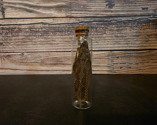 Prairie Rattlesnake Head Skin Curio Vial (Lg.)
