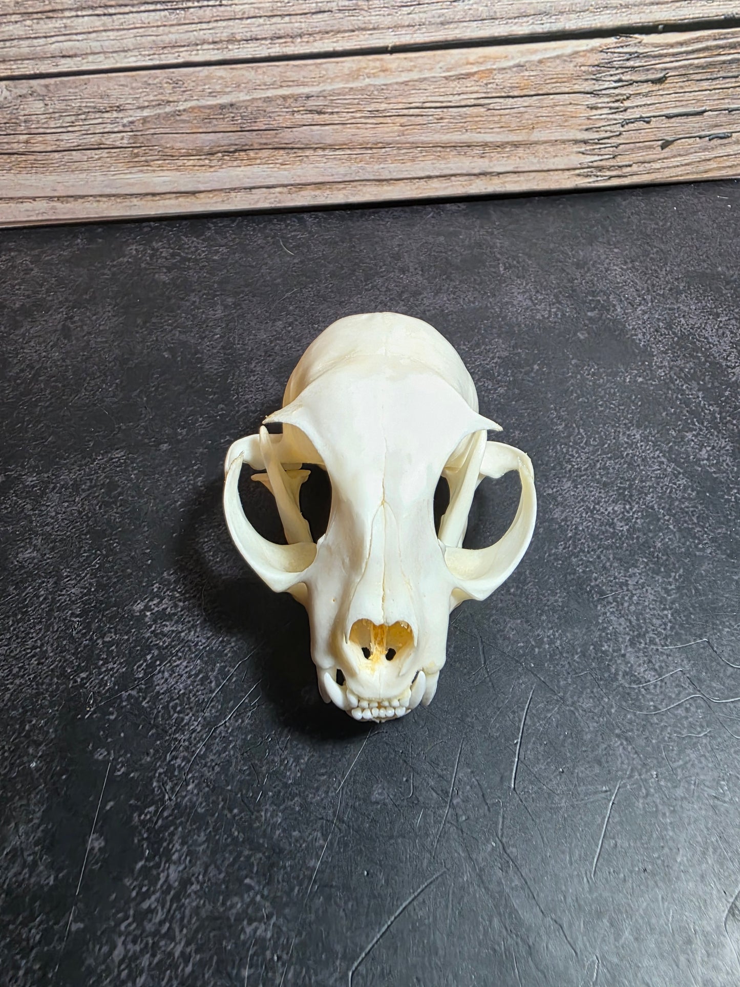 Domestic Cat Skull