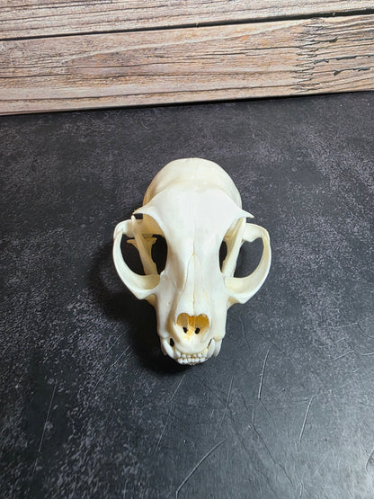 Domestic Cat Skull