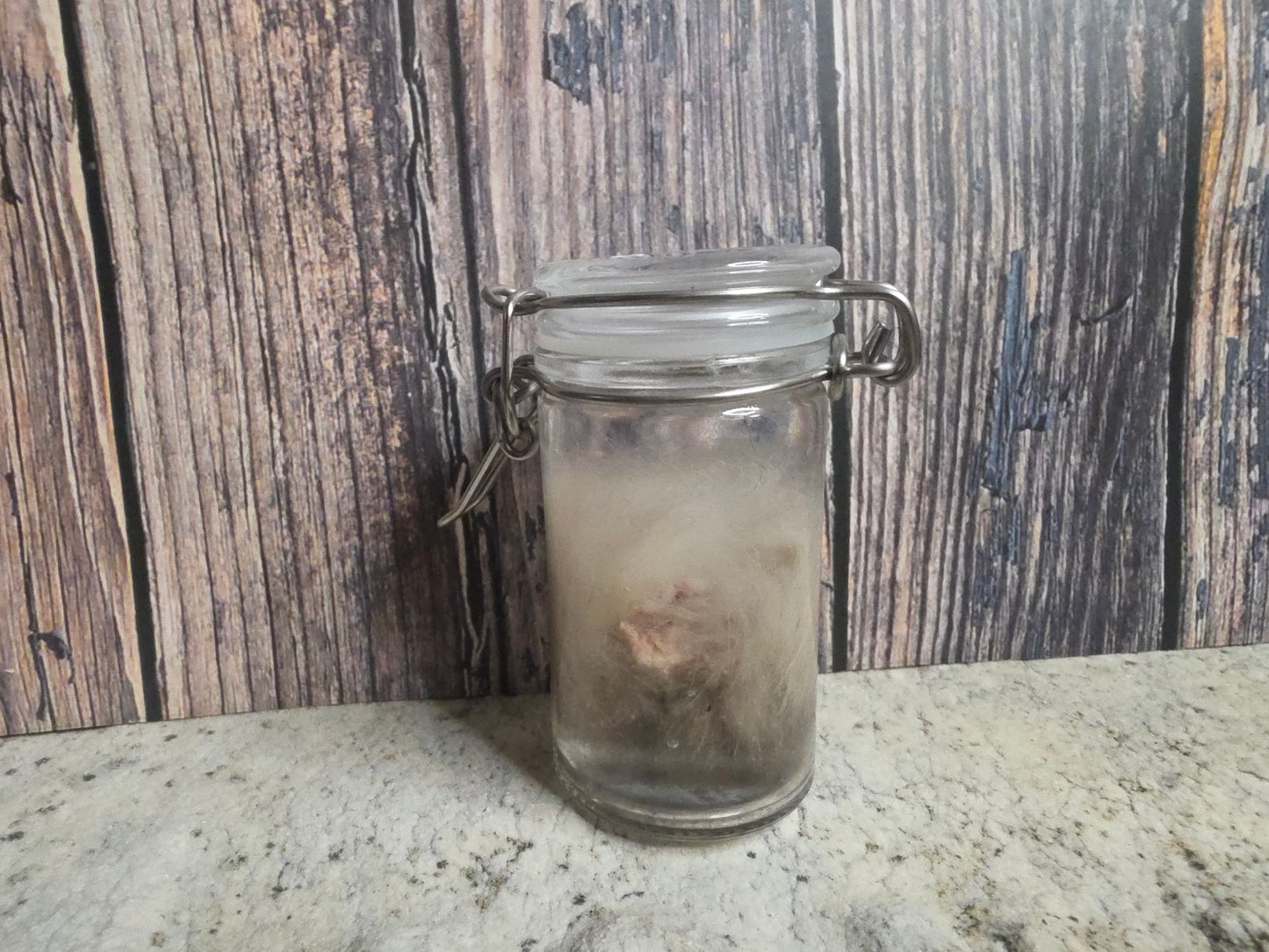 Domestic Siamese Cat 'Family Jewels' Penis & Testicles Wet Specimen