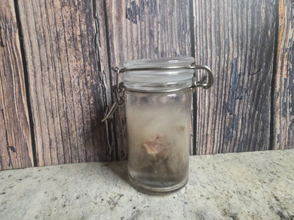 Domestic Siamese Cat 'Family Jewels' Penis & Testicles Wet Specimen