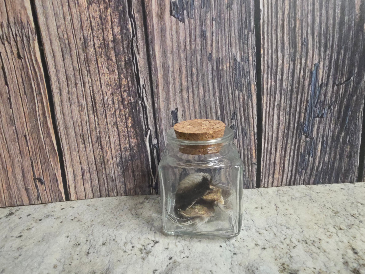 Dry Preserved Raccoon Nose Curio Vial (Cork Top)