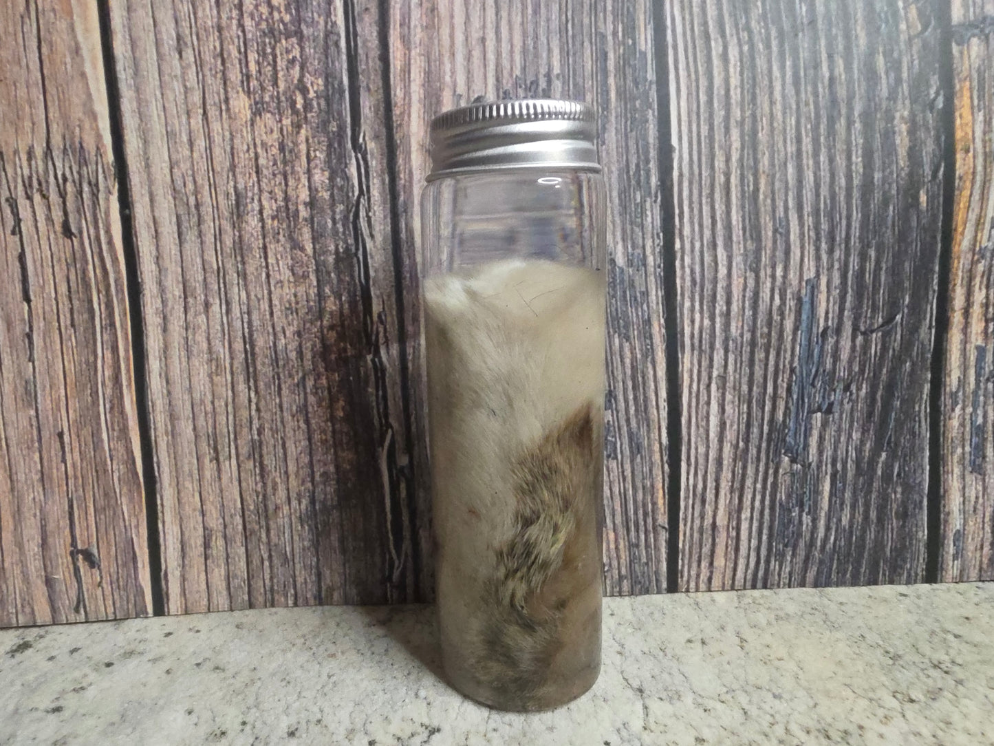 White Tabby Cat Paw Wet Specimen