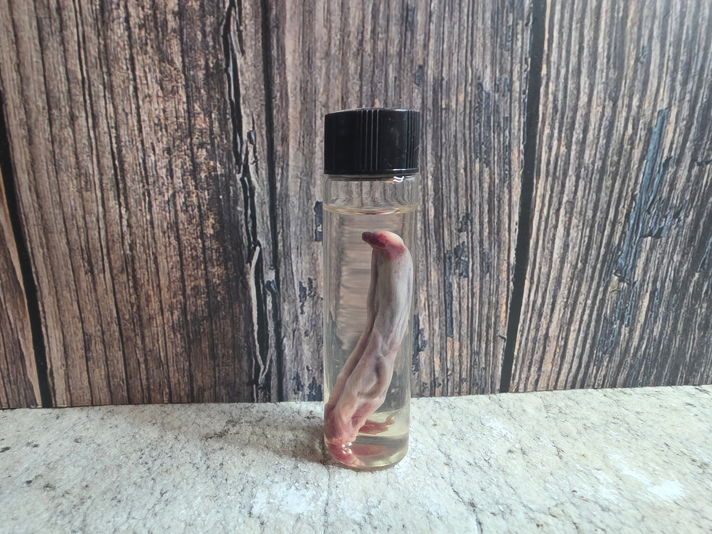 Red Fox Penis Wet Specimen