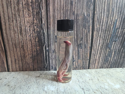 Red Fox Penis Wet Specimen