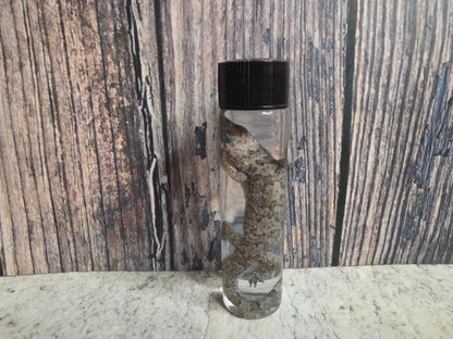 Gecko Wet Specimen (#3)