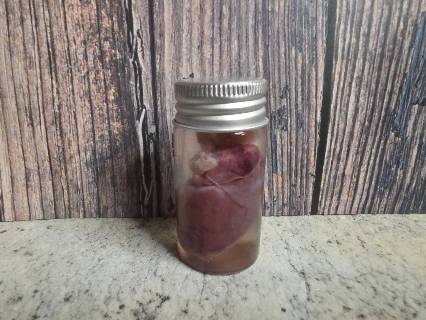 Imperfect Virginia Opossum Heart Wet Specimen (#3)