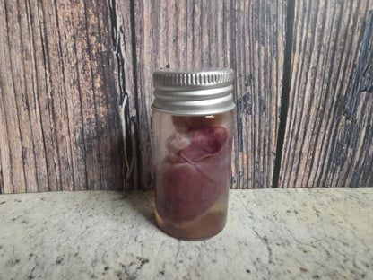 Imperfect Virginia Opossum Heart Wet Specimen (#3)
