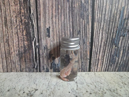 Wild Rabbit Penis Wet Specimen