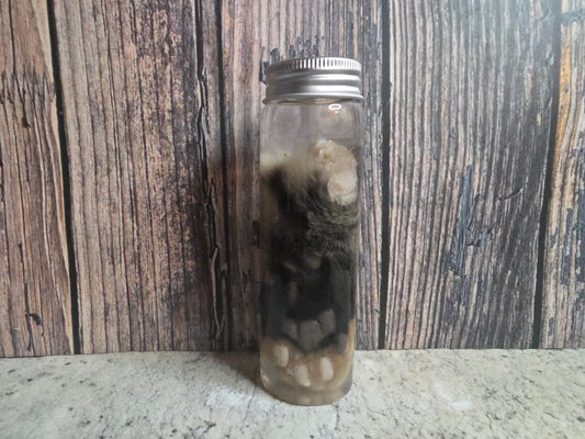 Brindle Tabby Cat Paw Wet Specimen