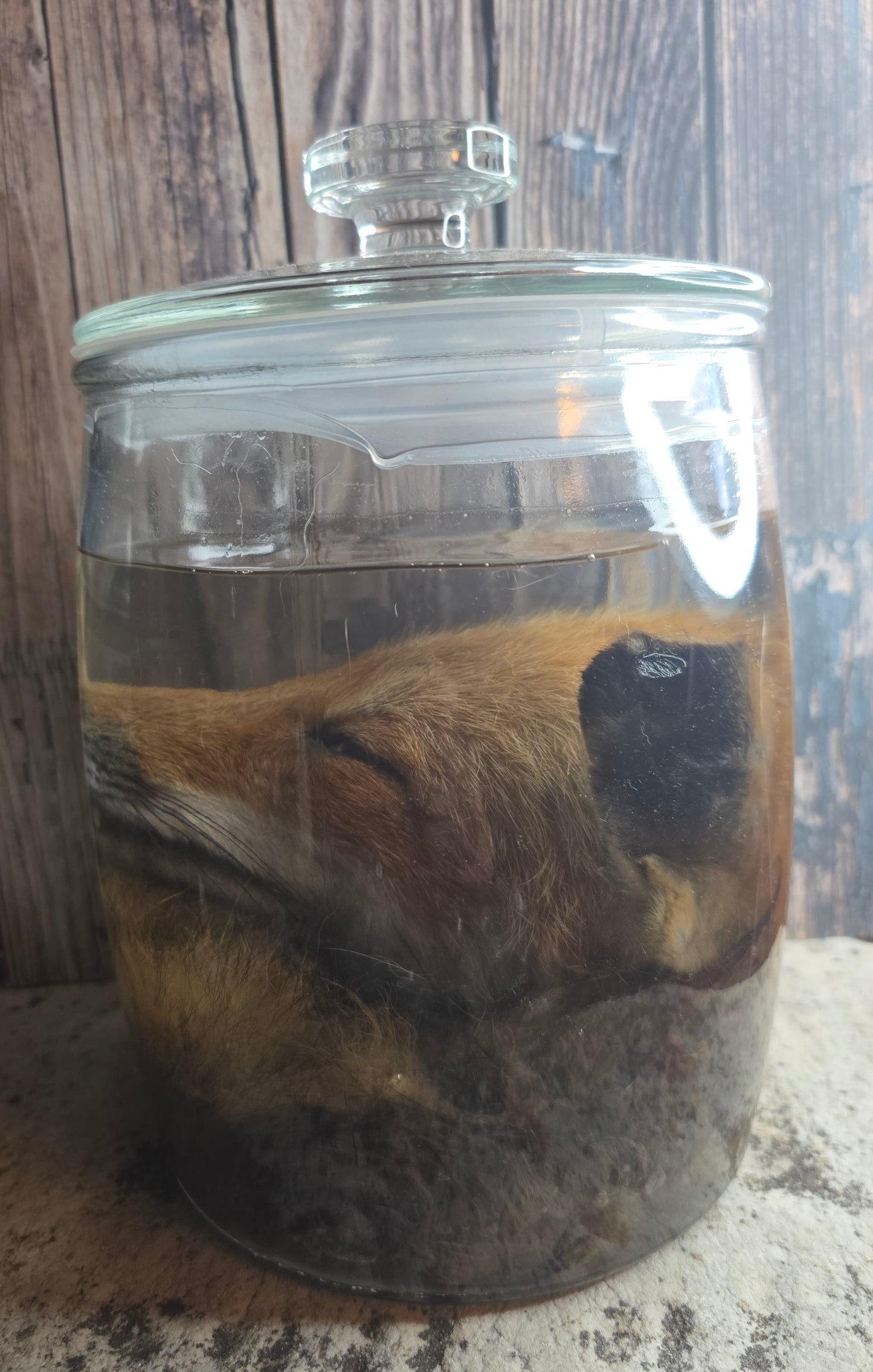 Red Fox Head & Tail Wet Specimen