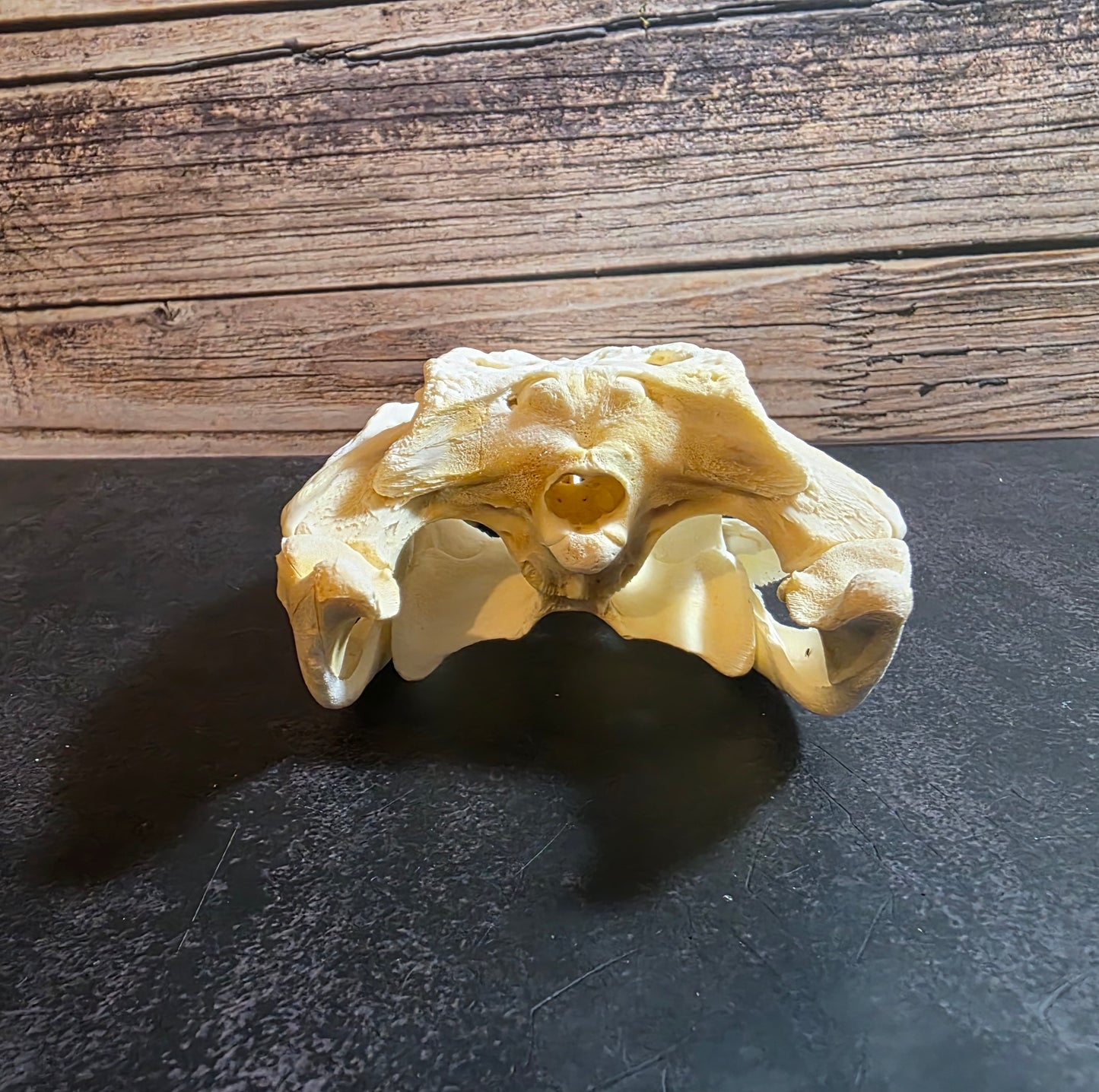 Crocodile Skull