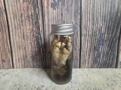 Virginia Opossum Front Paw Wet Specimen