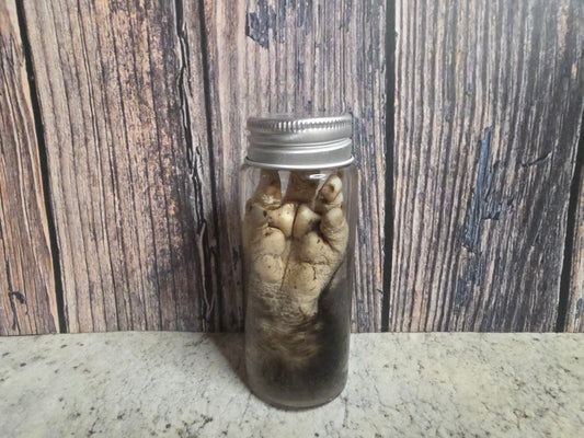 Virginia Opossum Front Paw Wet Specimen