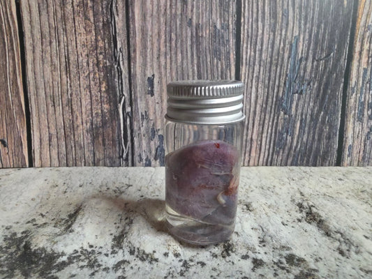 Domestic Black Cat Cat Kidney Wet Specimen