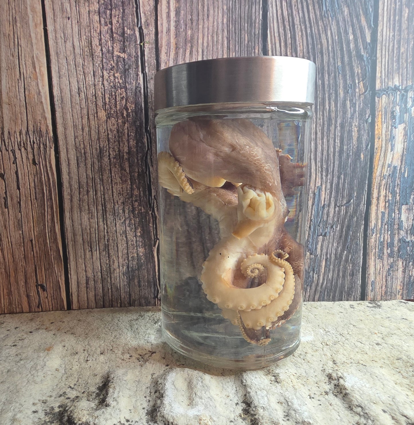 Octopus Wet Specimen (Pathological, Silver Lid Lg)