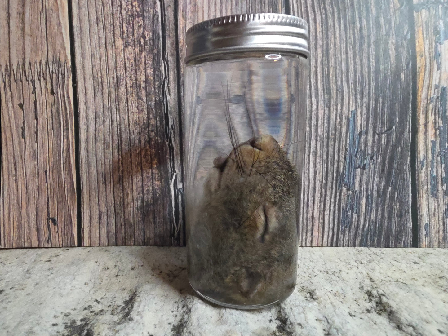 Squirrel Head Wet Specimen (#2)