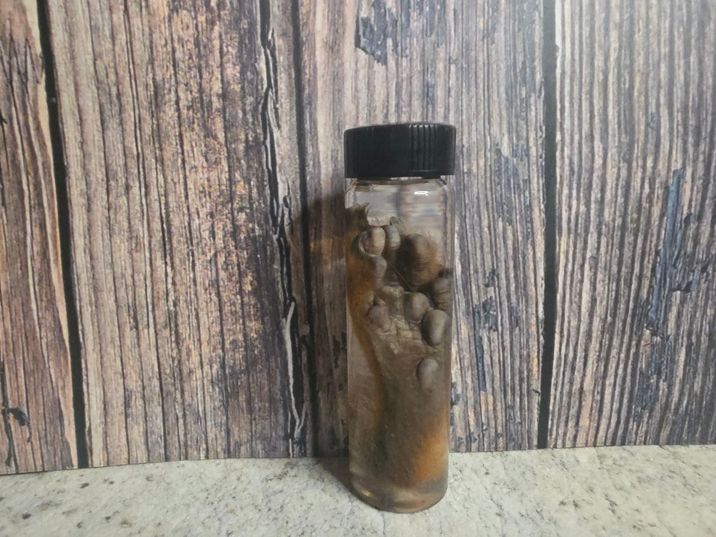 Squirrel Paw Wet Specimen