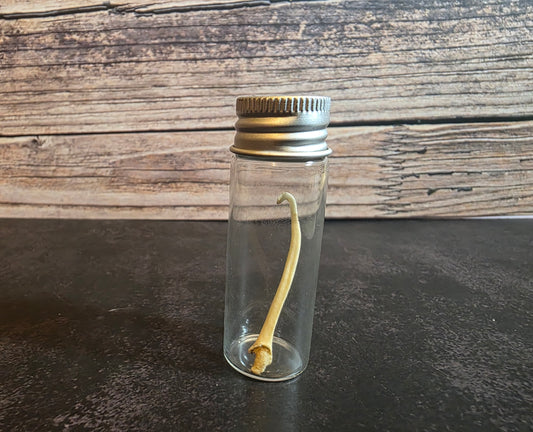 Pathological Mink Baculum Curio Vial