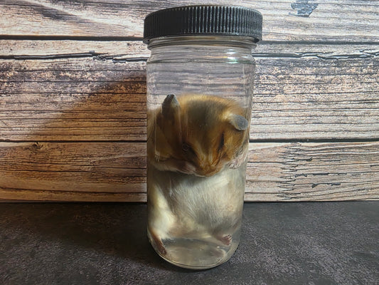 Hamster Wet Specimen (L)