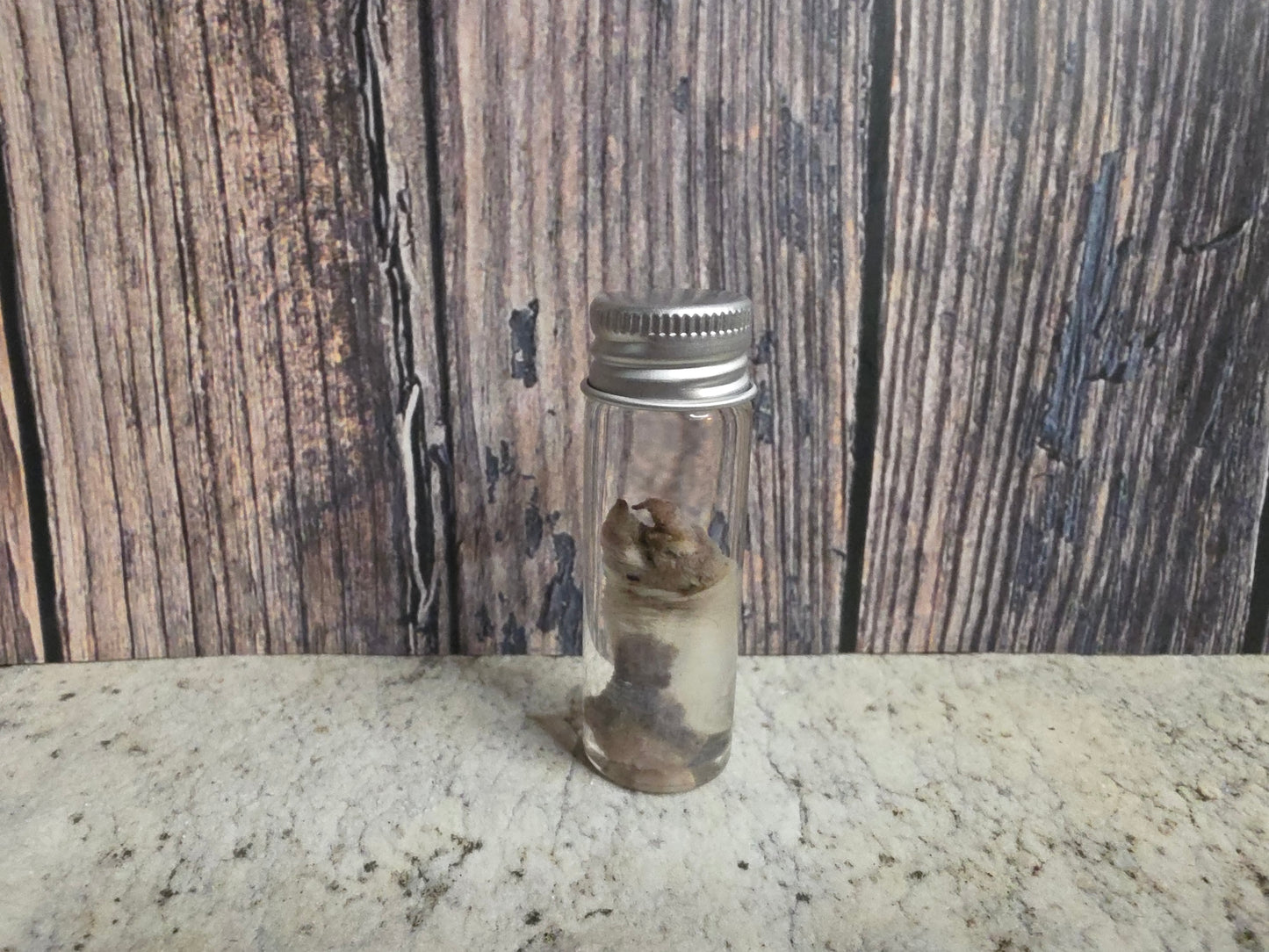 Virginia Opossum Penis Wet Specimen (#1)